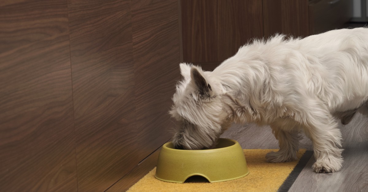 Pet Owner's Guide to Reading Pet Food Labels